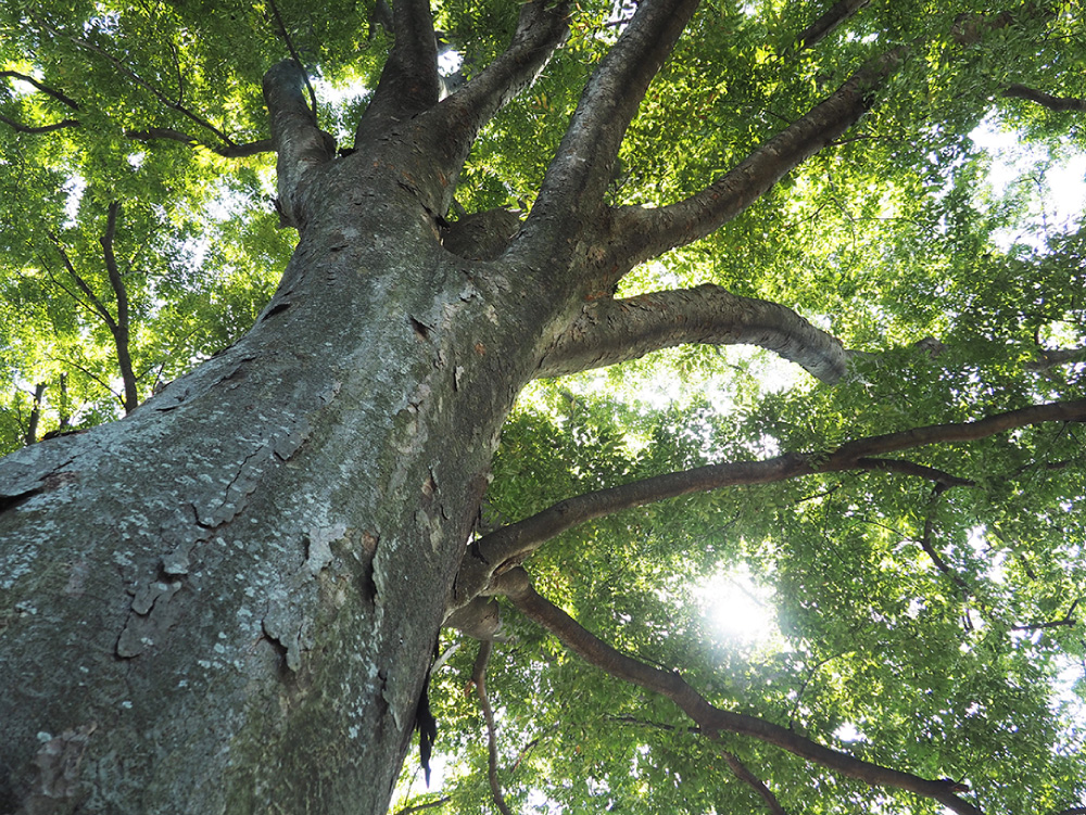 高橋工務店の家づくり、選ばれる理由